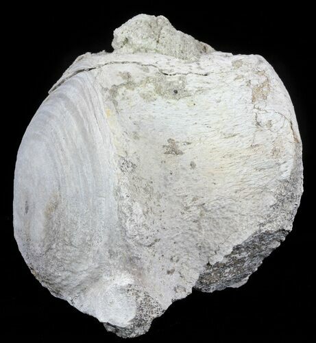 Fossil Brontotherium (Titanothere) Vertebrae - South Dakota #60649